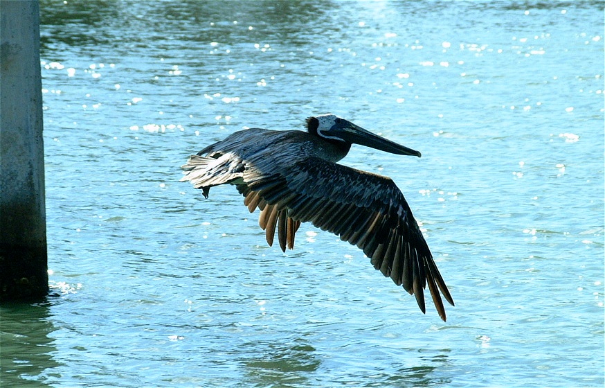 (21) Dscf0813 (pelicans).jpg   (874x560)   247 Kb                                    Click to display next picture